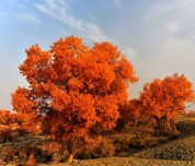 秋冬的古爾圖胡楊